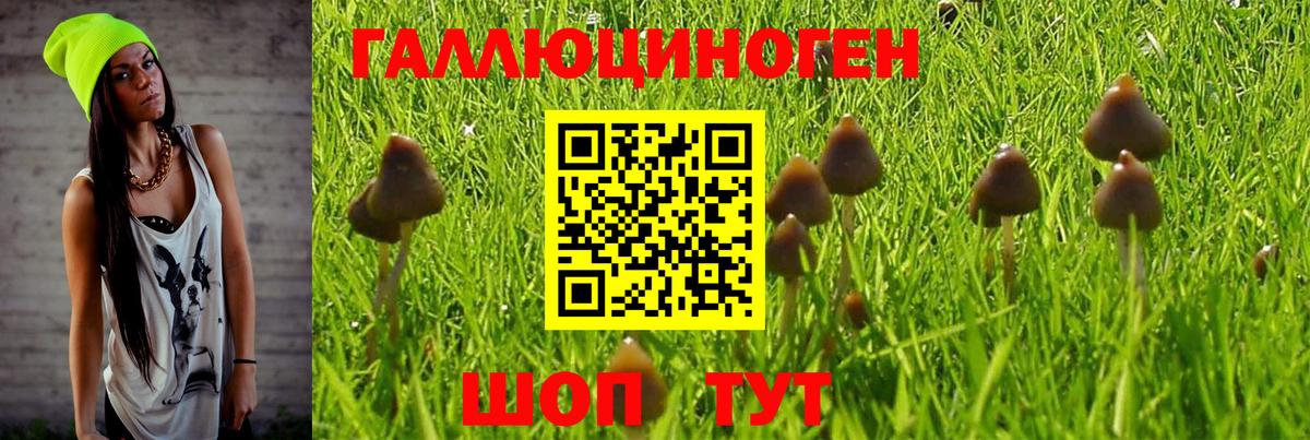 Галлюциногенные грибы Magic Shrooms  Псилоцибиновые грибы GOLDEN TEACHER  Вход с VPN  Черкесск 